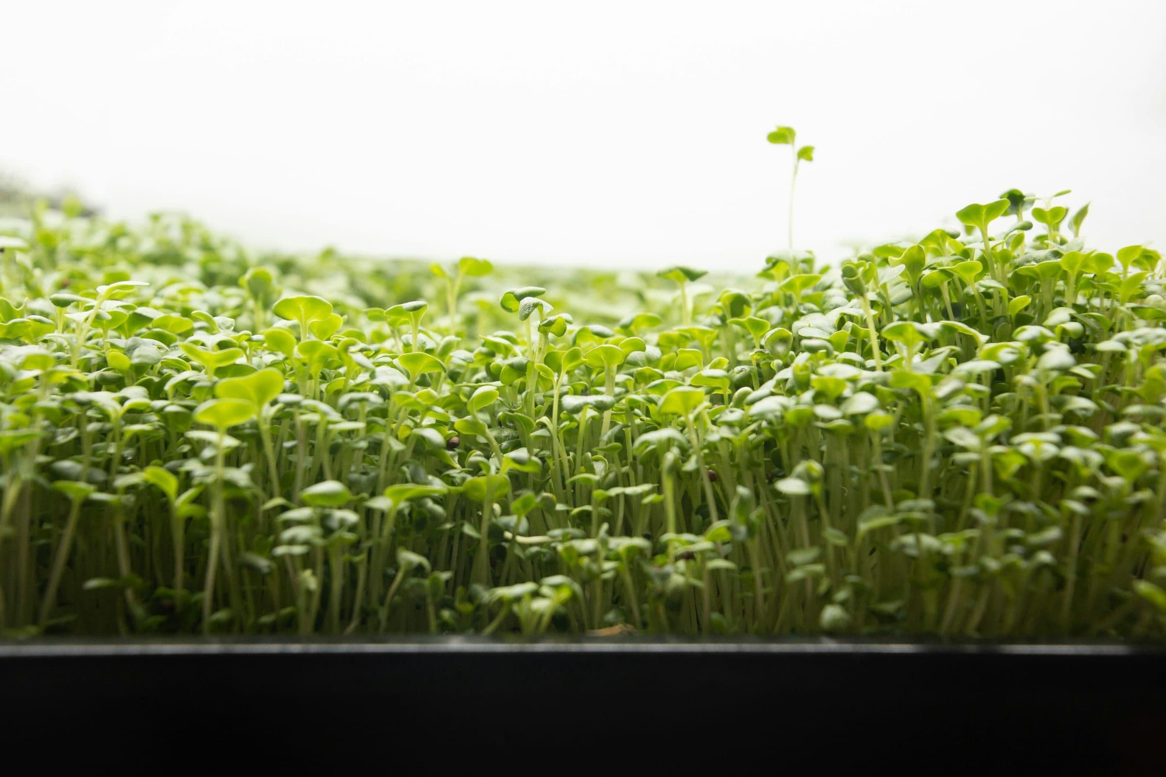 Microgreens fraîches d'un fournisseur professionnel au Maroc