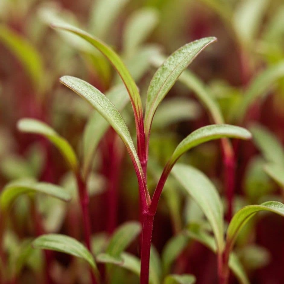 Chef's Origin beetroot microgreens