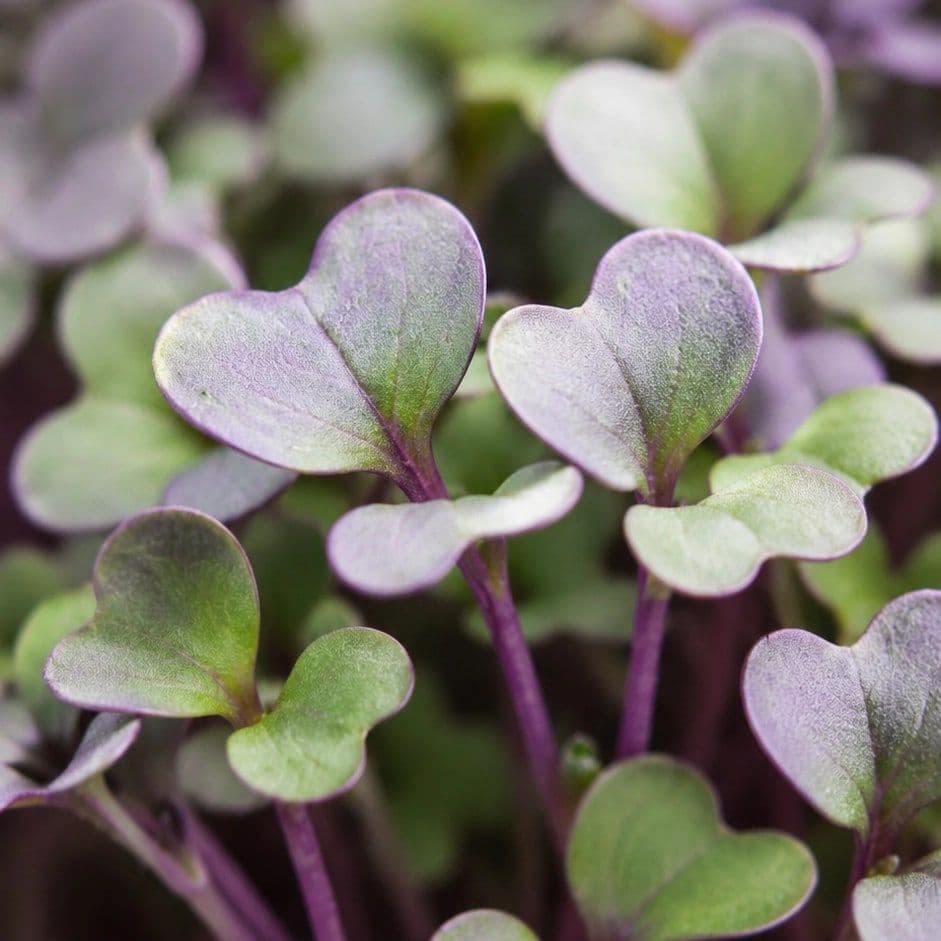 Red Cabbage — Chef's Origin