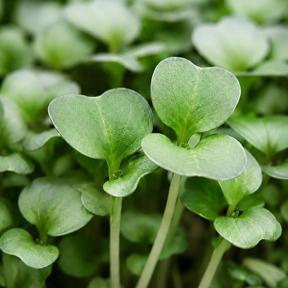 Green Cabbage — Chef's Origin