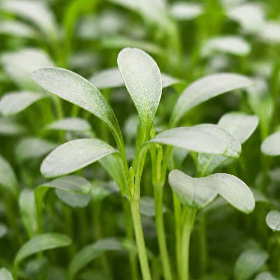 Watercress — Chef's Origin