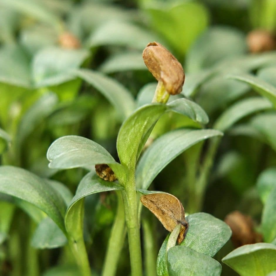 Fenugreek — Chef's Origin