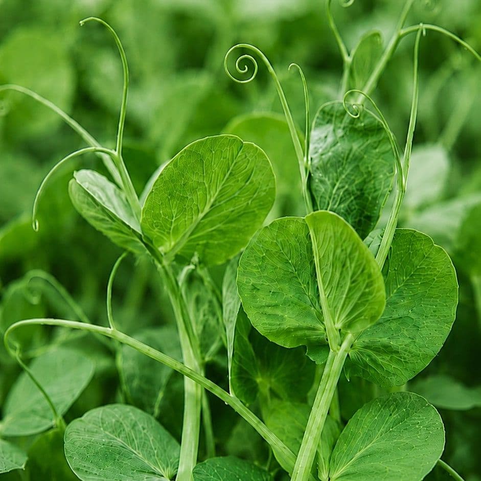 Pea Shoot — Chef's Origin