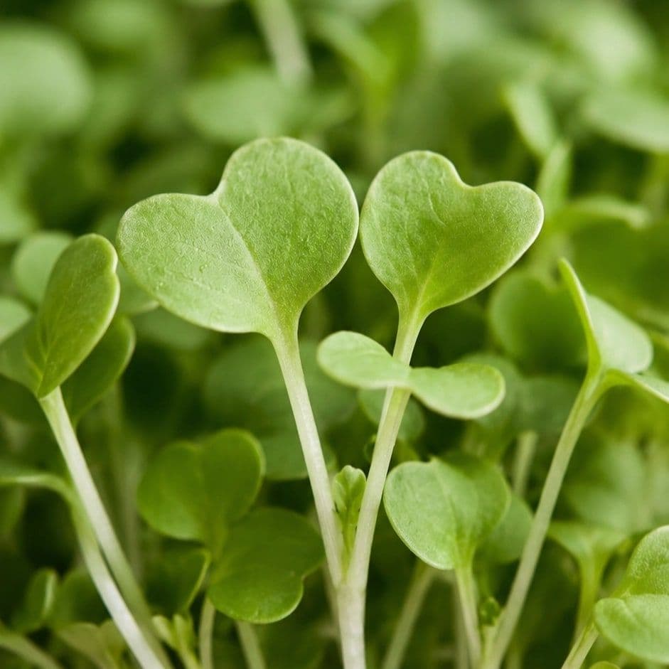 Cherry Radish — Chef's Origin