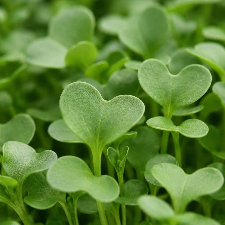 Arugula Rocket — Chef's Origin